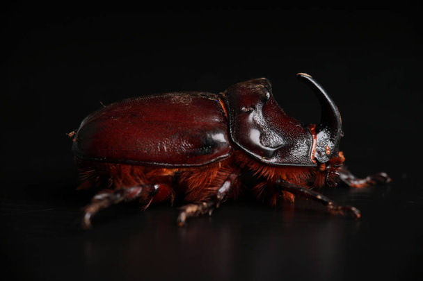 rhinoceros beetle in the studio - Foto, afbeelding