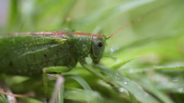 Zbliżenie owada szarańczy w deszczu - Materiał filmowy, wideo