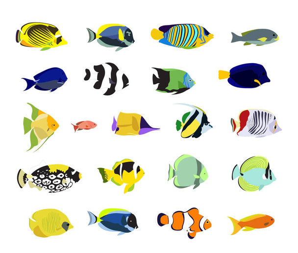 Värikäs realistinen trooppisia kaloja asetettu. Kauniita kaloja editointiin. - Vektori, kuva