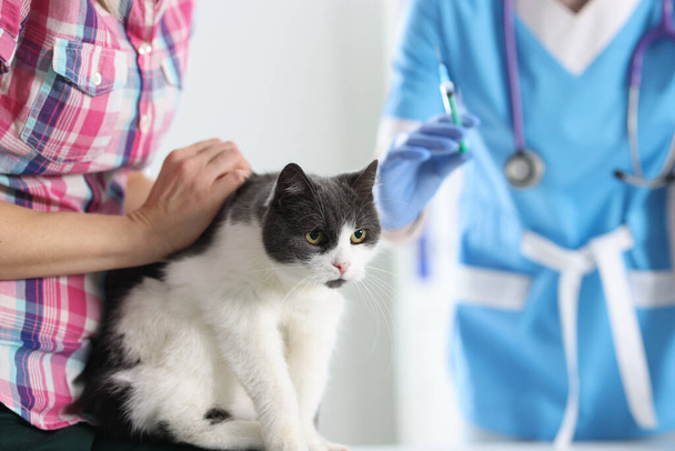 Veterinarian doctor vaccinating cat at vet clinic. Injections to animals concept - Fotó, kép