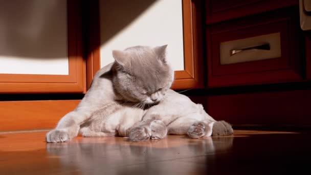 Gray British Fluffy Cat Lecking, Washing Fur in the Rays of Sunlight on Floor. L'animale domestico scozzese con occhi verdi pulisce la pelliccia con lingua di mattina all'alba, nello splendore di sole e un'ombra nera. toelettatura. - Filmati, video