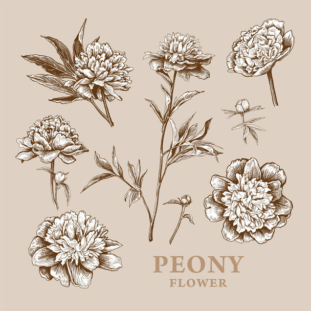 Set of hand drawn luxurious Peonies flowers . Vector illustration of plant elements for floral design. Sketch of beautiful bouquet of Peonies isolated on a beige background - Вектор, зображення