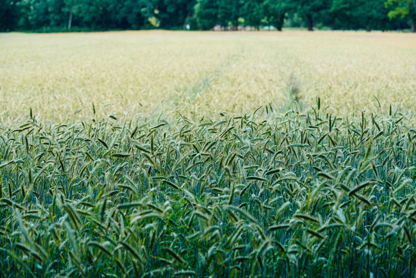 Hamburg yakınlarındaki bir mısır tarlasında olgunlaşmış tahıl - Fotoğraf, Görsel