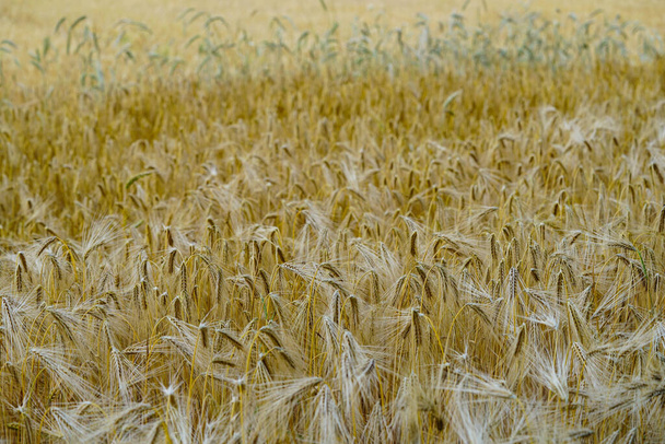 Ripe grain in a cornfield near Hamburg - Foto, Imagem