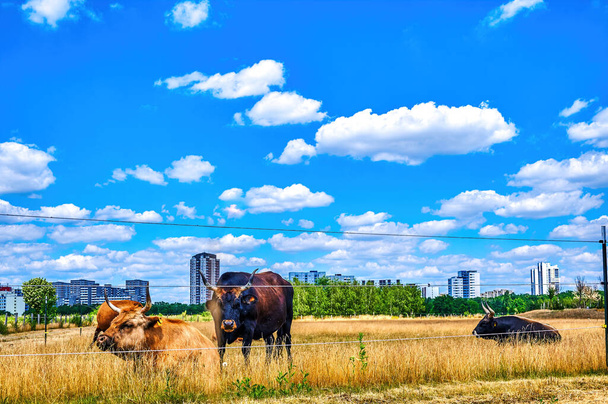 Cattle on a pasture with the skyscrapers of the suburb of Gropiusstadt in Berlin in the background. - Fotó, kép