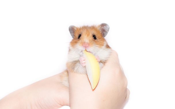 Hamster with apple - Photo, Image