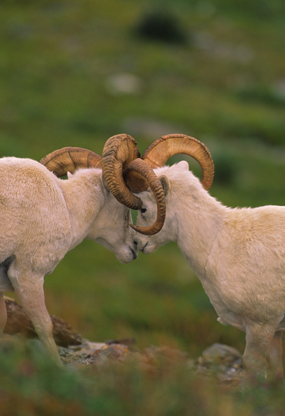 πρόβατα Dall κριάρια φιλικό αγώνα - Φωτογραφία, εικόνα