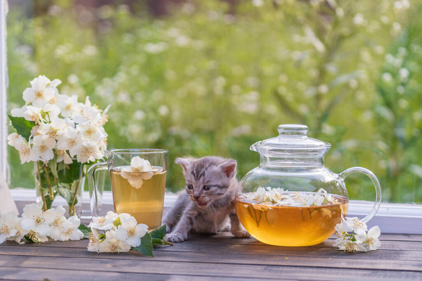 Mały noworodek szary kotek w pobliżu herbaty ziołowej w szklanym czajniku, filiżanka i piękny bukiet kwiatów jaśminu na parapecie w domu w letni dzień w pobliżu ogrodu, zbliżenie - Zdjęcie, obraz