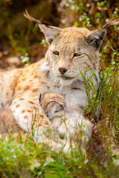 Linda mãe lince carinhoso e exausto proteger seu filhote de lince bonito na grama um dia de verão na floresta. - Foto, Imagem