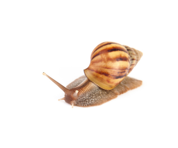 Garden snail isolated on white background. - Foto, imagen