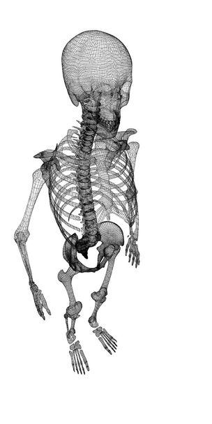 Corpo humano, esqueleto
 - Foto, Imagem