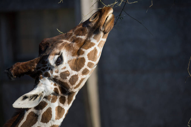 Rotterdam, The Netherlands - AUG 06, 2020: closeup of the head of a giraffe eating grass at Blijdorp zoo Rotterdam. - Photo, Image