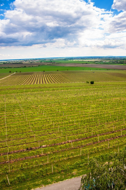 Countryside of southern Moravia - Fotografie, Obrázek