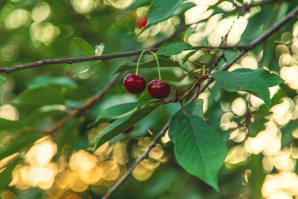 Cherries grow on a tree. Selective focus. Nature. - Foto, afbeelding