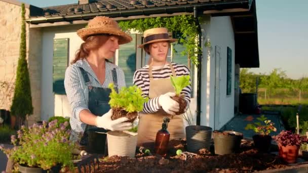 Transplantation of plants and gardening. Two female gardeners transplant plants into pots in the yard near the house. Gardening and farming at home - Filmagem, Vídeo