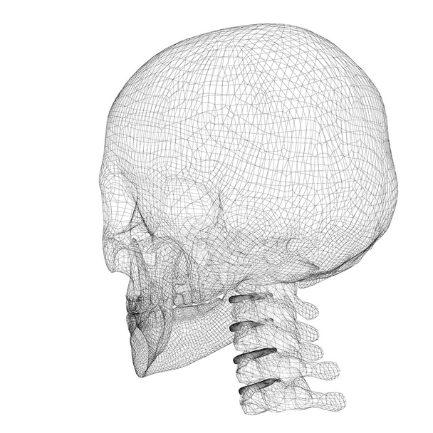 Cráneo y vértebras cervicales
 - Foto, imagen