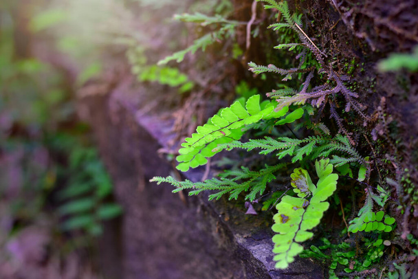Leaves of Adiantum capillus veneris (venus hair fern) near waterfall - Foto, immagini