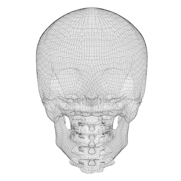 Cráneo y vértebras cervicales
 - Foto, imagen