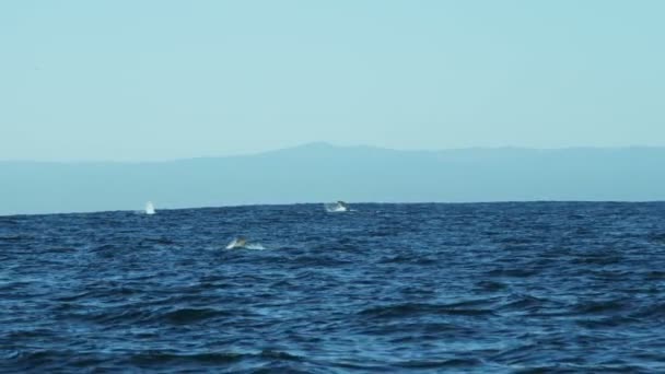 lobos marinos ballenas jorobadas mamíferos soplones
 - Imágenes, Vídeo