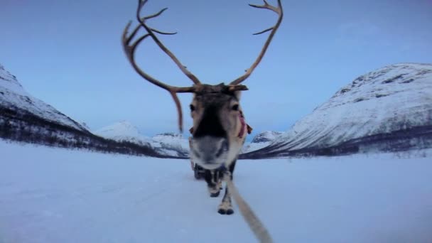 Norwegian Reindeer pulling sledge - Footage, Video