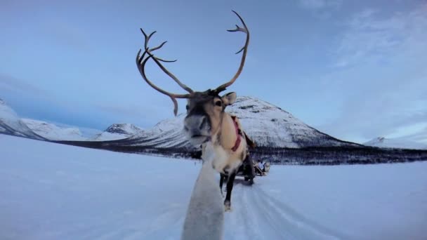 Norvég rénszarvas húzza szánkó - Felvétel, videó