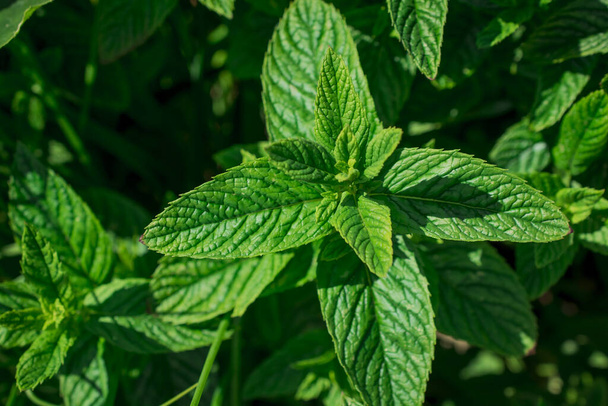 Green mint leaves close-up natural background - Foto, imagen