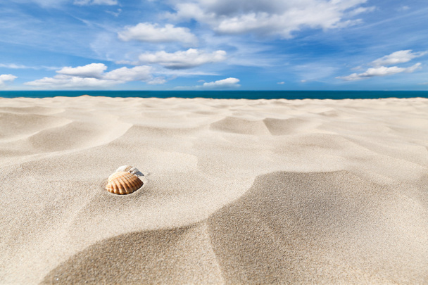 Kumsalda deniz kabukları - Fotoğraf, Görsel