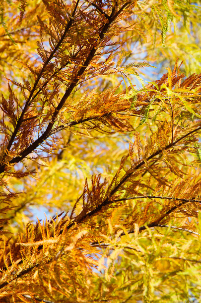 automne coloré cyprès chauve arbre
 - Photo, image