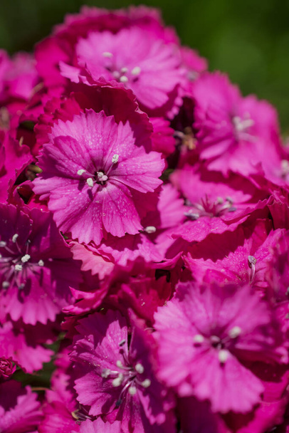 beautiful sweet Williams a hardy biennial flowers in a garden - Foto, afbeelding