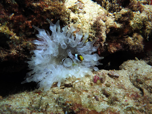 Mała ryba Clarka w białym czubku Anemone Cebu Philippines - Zdjęcie, obraz