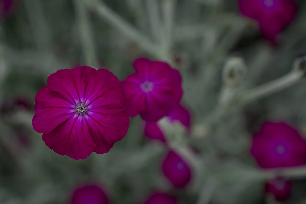Silene coronaria (rosa campião) flores close-up
 - Foto, Imagem
