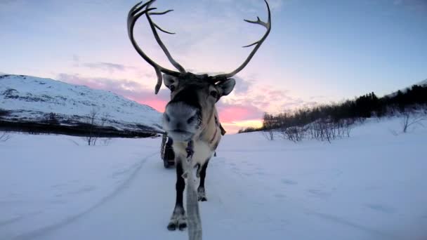 Norvég rénszarvas húzza szánkó - Felvétel, videó