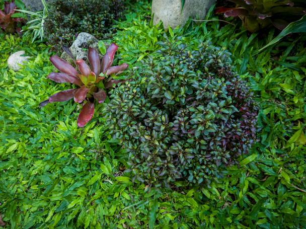 School garden with mini elephant grass bromeliads - Foto, Imagen
