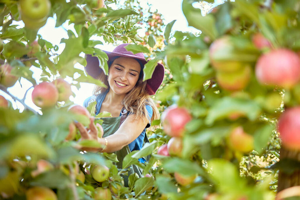 Beautiful young woman picking apples on a farm. Happy farmer grabbing an apple in an orchard. Fresh fruit produce growing in a field on farmland. The agricultural industry produces in harvest season. - Photo, Image