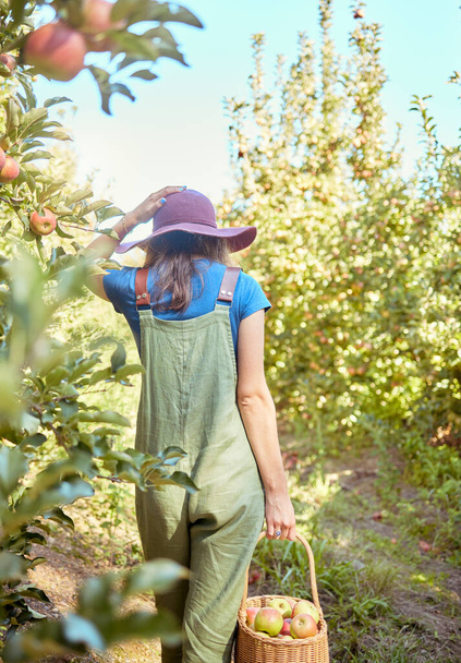 Один фермер собирает сочные и питательные органические фрукты в летний сезон. Женщина держит корзину свежесобранных яблок с деревьев в устойчивом саду на улице в солнечный день со спины. - Фото, изображение