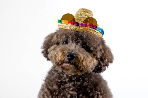 An adorable black Poodle dog wearing hat with sunglasses on white color background for Summer concept. - Foto, Imagen
