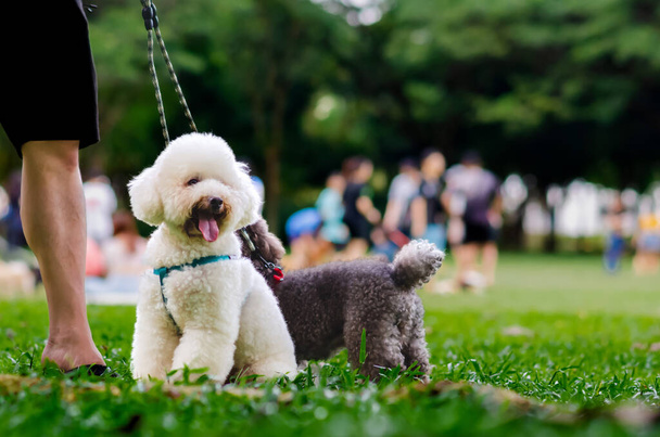 Ein entzückender Pudel, der an der Hundeleine mit seinem Besitzer auf dem grünen Gras sitzt, während er im Park spaziert. - Foto, Bild