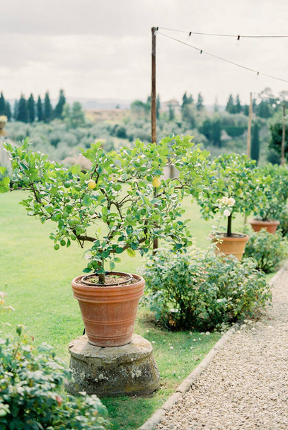 Τα ασβεστόδεντρα φυτρώνουν σε πήλινες γλάστρες κατά μήκος ενός στενού σε έναν καταπράσινο κήπο. Υψηλής ποιότητας φωτογραφία - Φωτογραφία, εικόνα