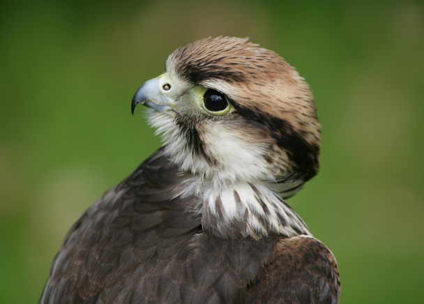 Lanner Falcon - Photo, Image