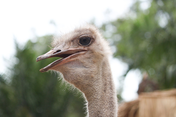 Cabeza de avestruz
 - Foto, Imagen