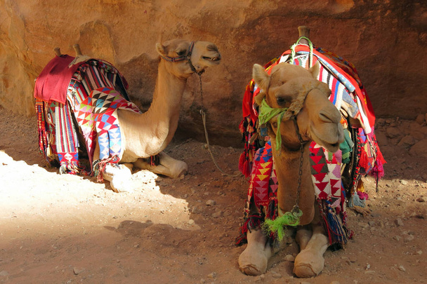dos camellos agachados a la sombra sobre la arena del desierto y tiene una silla de montar cubierta de tela para facilitar el transporte de personas - Foto, imagen