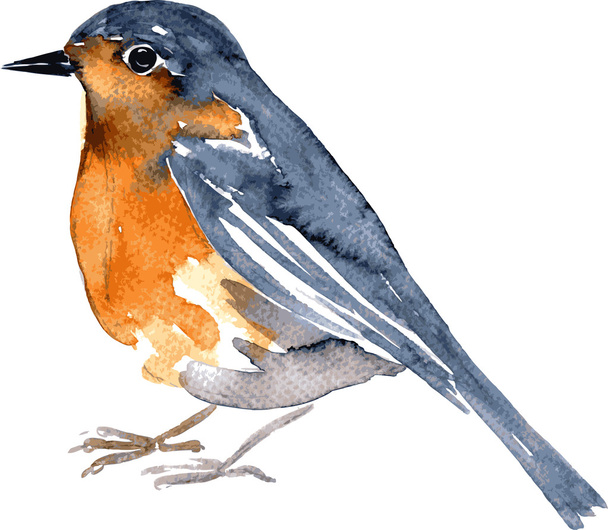 watercolor drawing bird - Вектор,изображение