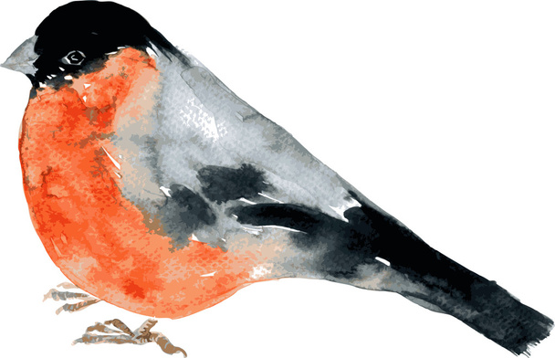 watercolor drawing bird - Vetor, Imagem
