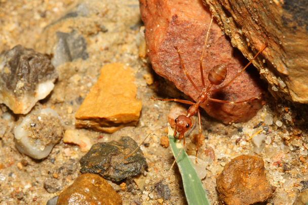 hormiga roja sobre roca
 - Foto, Imagen