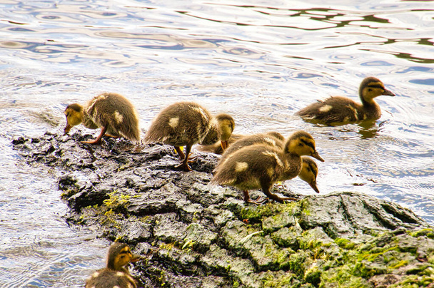 Patos pintos em um tronco no rio. Pequenos pássaros aquáticos com penas macias. Foto animal da natureza - Foto, Imagem