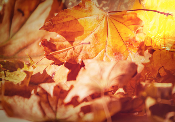 Autumn leaves - Photo, Image