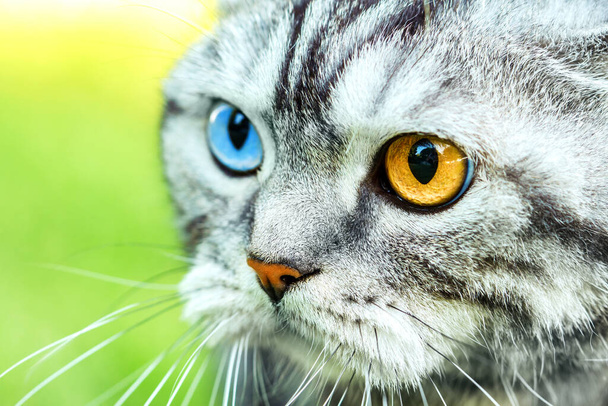 Cat wallpaper. Beautiful cat portrait  with multicolored eyes close up view. - Foto, imagen