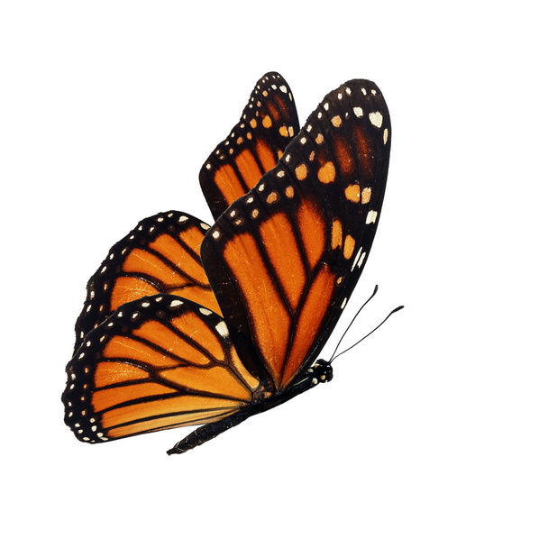 monarch butterfly flying - Photo, Image