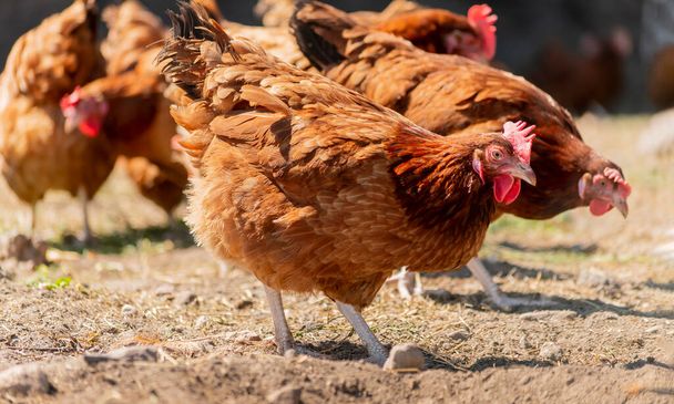 Csirkék a hagyományos szabadtartású baromfitartó gazdaságban. - Fotó, kép