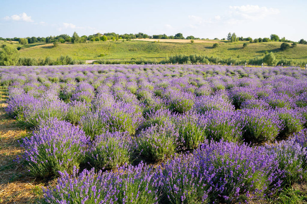 beautiful blooming lavender fields, bushes with green meadow and blue sky. beautiful landscape. - Φωτογραφία, εικόνα